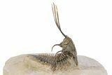 Trident Walliserops Trilobite - Exceptional Preparation #251922-3